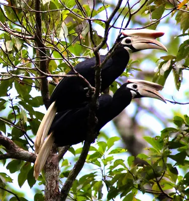 Palawan Hornbill