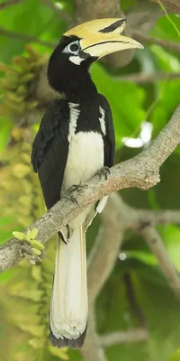 Oriental Pied-Hornbill