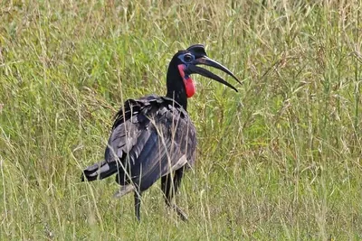 Abyssinian Ground-Hornbill