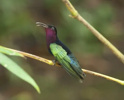 Purple-throated Carib