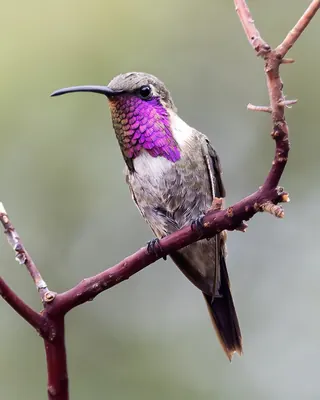 Lucifer Hummingbird