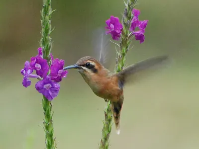 Stripe-throated Hermit