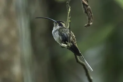 Long-billed Hermit