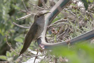 White-sided Hillstar