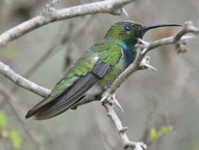 Green-breasted Mango
