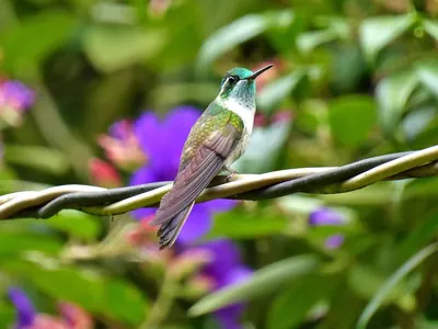 Green-throated Mountain-gem