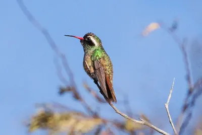 Xantus's Hummingbird