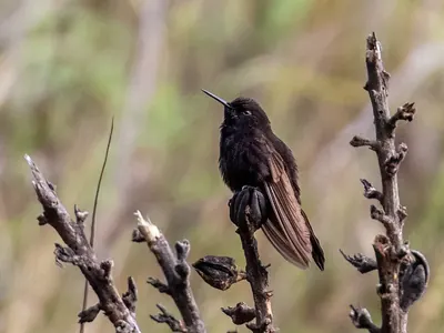 Black Metaltail