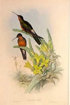 Giant Hummingbird