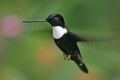 Collared Inca
