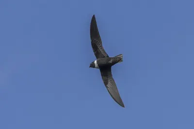 White-collared Swift