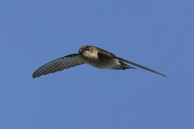 Mauritius Swiftlet