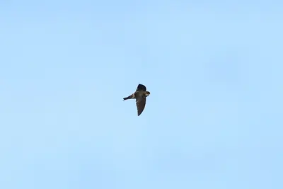 Palau Swiftlet