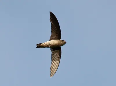 Black-nest Swiftlet
