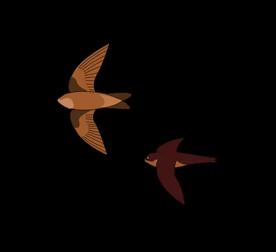 Indian Swiftlet