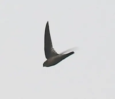 Himalayan Swiftlet