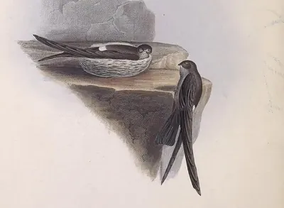 Pygmy Swiftlet