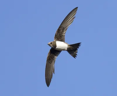 Alpine Swift