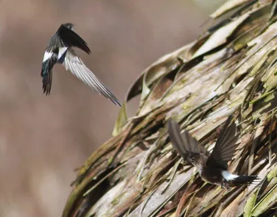 Antillean Palm-swift