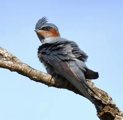 Crested Treeswift