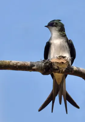 Grey-rumped Treeswift
