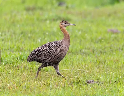 Red-winged Tinamou