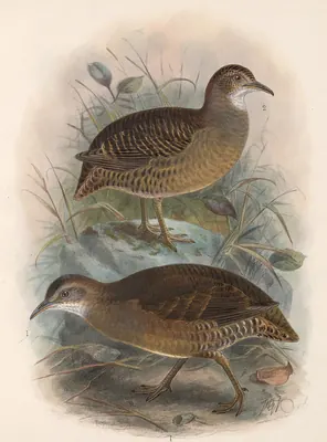 Thicket Tinamou