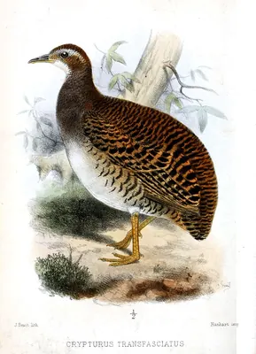 Pale-browed Tinamou