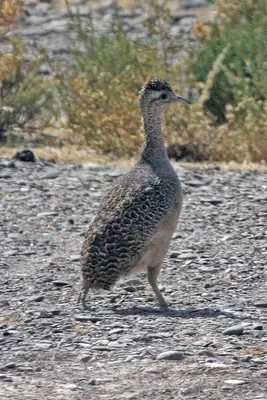 Ornate Tinamou