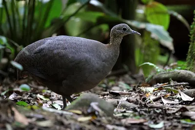 Solitary Tinamou