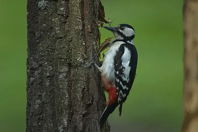 Great Spotted Woodpecker