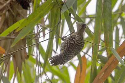 White-rumped Woodpecker
