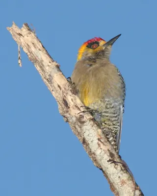 Golden-cheeked Woodpecker