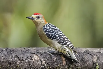 Red-crowned Woodpecker