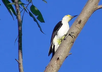 White Woodpecker