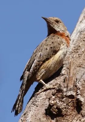 Rufous-necked Wryneck