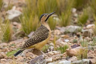 Southern Andean Flicker
