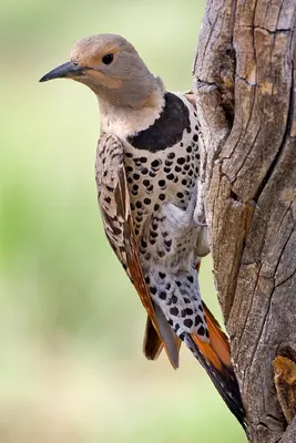 Yellow-shafted Flicker