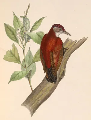 Scarlet-backed Woodpecker