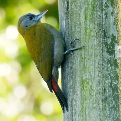 Olive Woodpecker