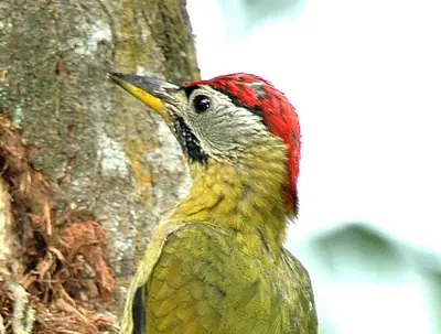 Laced Woodpecker
