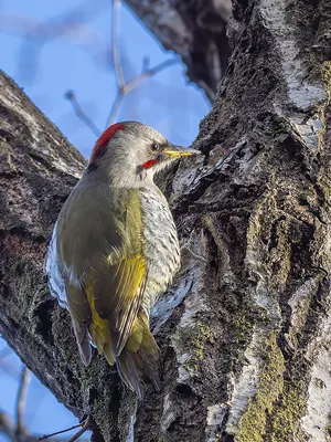Japanese Green Woodpecker
