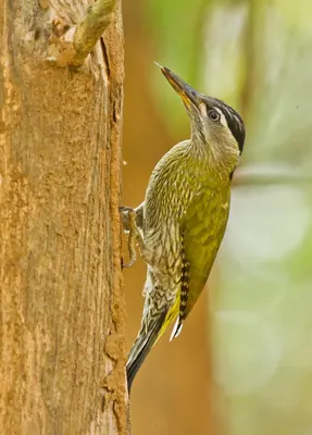 Streak-throated Woodpecker