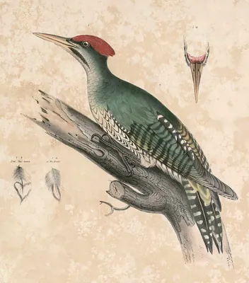 Streak-breasted Woodpecker
