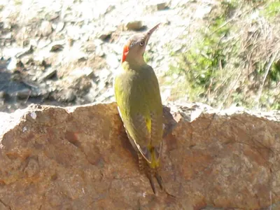 Maghreb Green Woodpecker