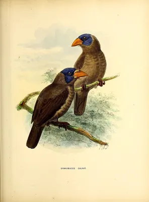 Naked-faced Barbet
