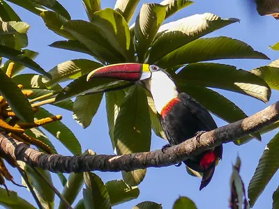 White-throated Toucan
