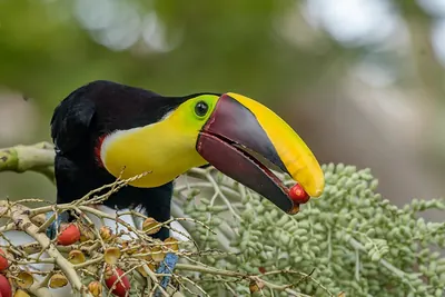 Yellow-throated Toucan