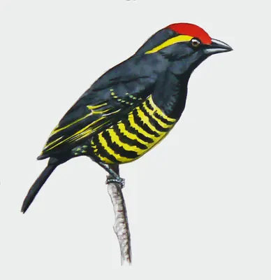 Yellow-spotted Barbet