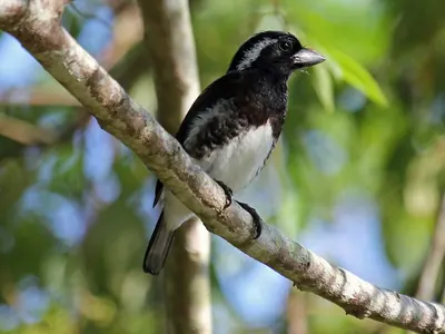 White-eared Barbet